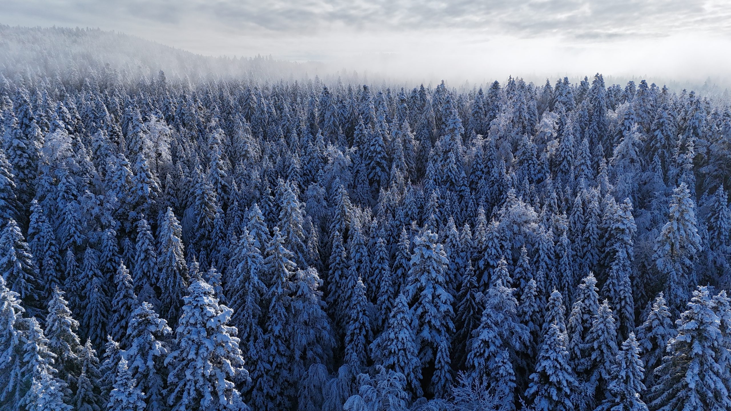 Captation drone forêt du Jura par Juramedia